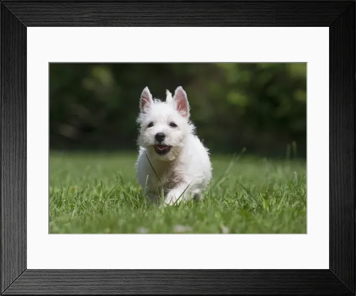 Framed Print : Picture No. 11991841 Framed Print : Picture No. 11991841
