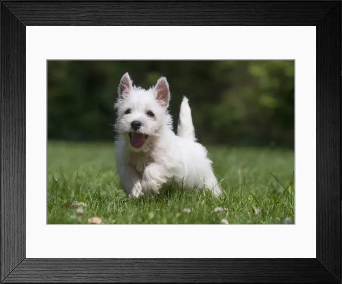 Framed Print : Picture No. 11991842 Framed Print : Picture No. 11991842