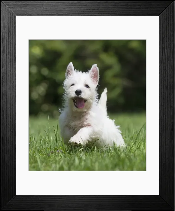 Framed Print : Picture No. 11991843 Framed Print : Picture No. 11991843
