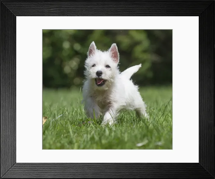 Framed Print : Picture No. 11991844 Framed Print : Picture No. 11991844