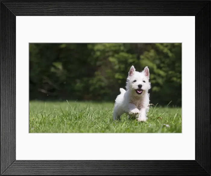Framed Print : Picture No. 11991845 Framed Print : Picture No. 11991845
