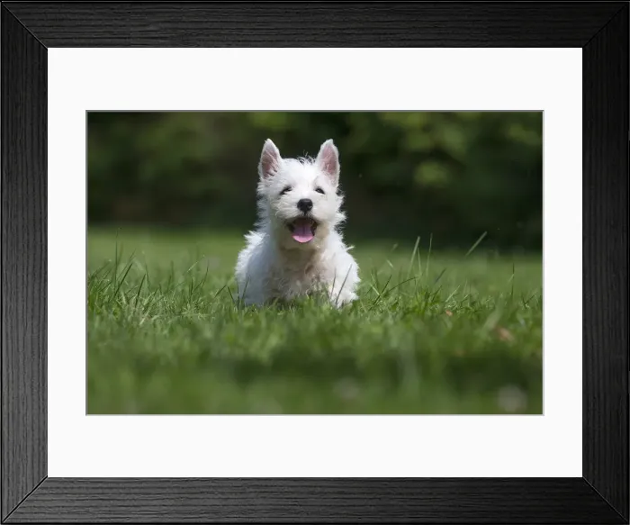 Framed Print : Picture No. 11991846 Framed Print : Picture No. 11991846