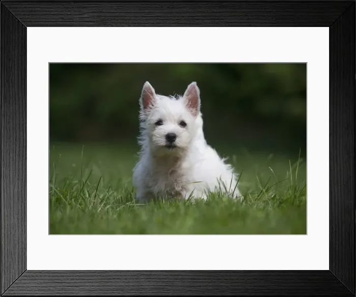 Framed Print : Picture No. 11991847 Framed Print : Picture No. 11991847