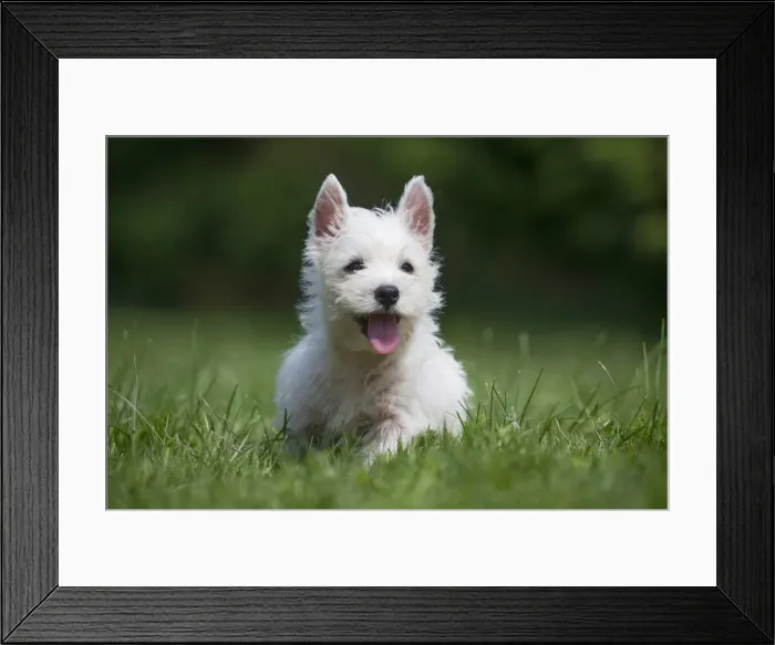 Framed Print : Picture No. 11991848 Framed Print : Picture No. 11991848
