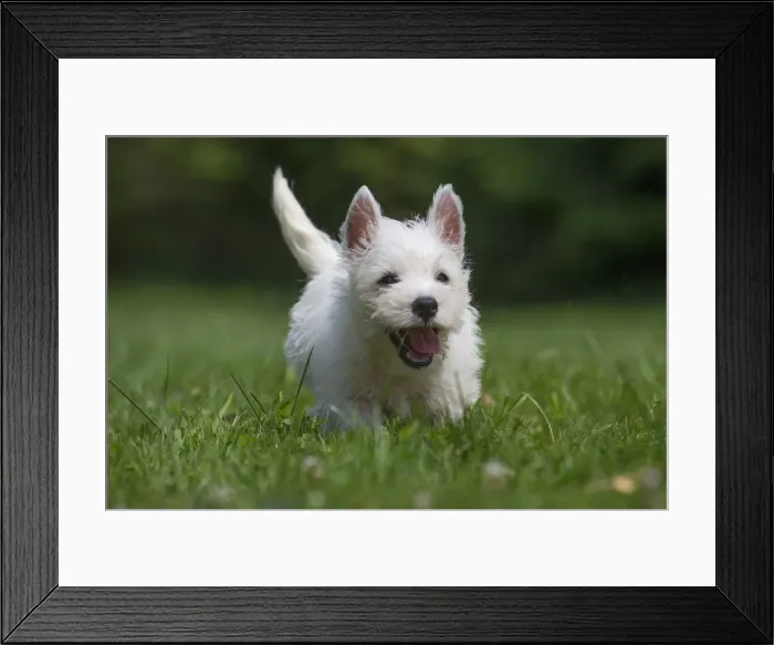 Framed Print : Picture No. 11991849 Framed Print : Picture No. 11991849