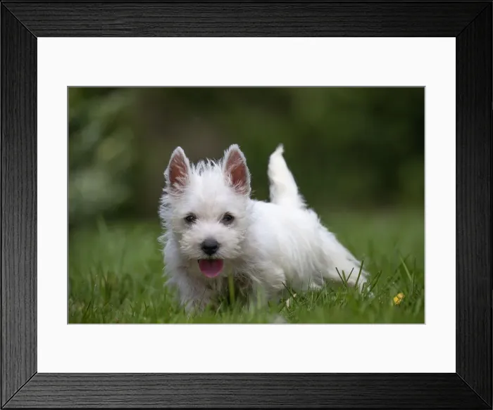 Framed Print : Picture No. 11991850