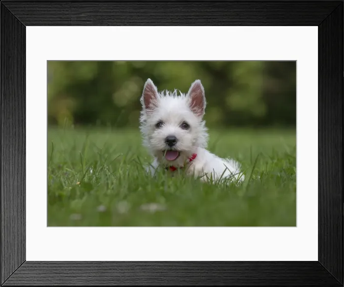 Framed Print : Picture No. 11991851 Framed Print : Picture No. 11991851