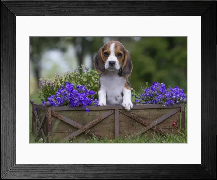 Framed Print : Picture No. 11991852 Framed Print : Picture No. 11991852