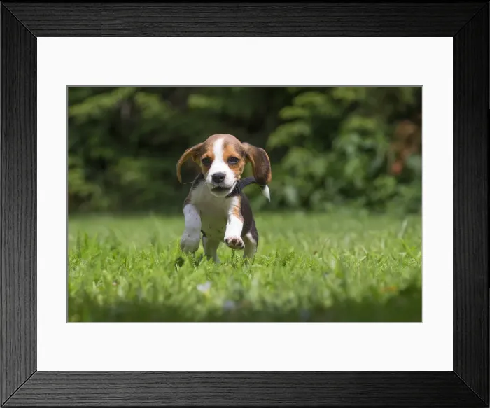 Framed Print : Picture No. 11991854 Framed Print : Picture No. 11991854