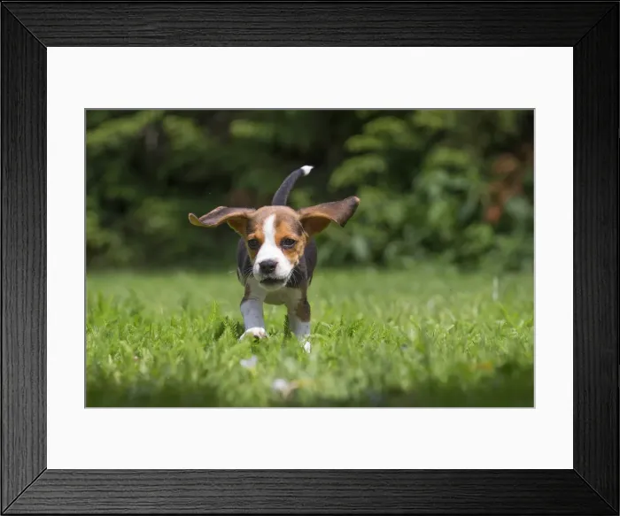 Framed Print : Picture No. 11991855 Framed Print : Picture No. 11991855
