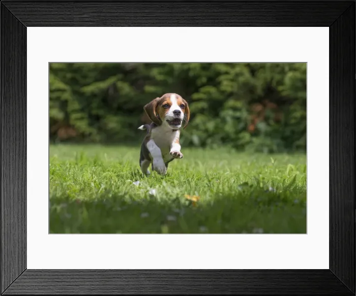Framed Print : Picture No. 11991857 Framed Print : Picture No. 11991857