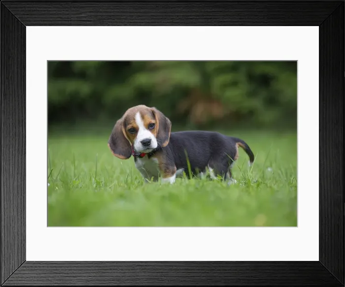 Framed Print : Picture No. 11991859 Framed Print : Picture No. 11991859