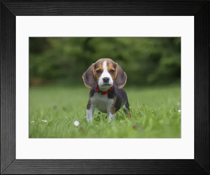 Framed Print : Picture No. 11991860 Framed Print : Picture No. 11991860