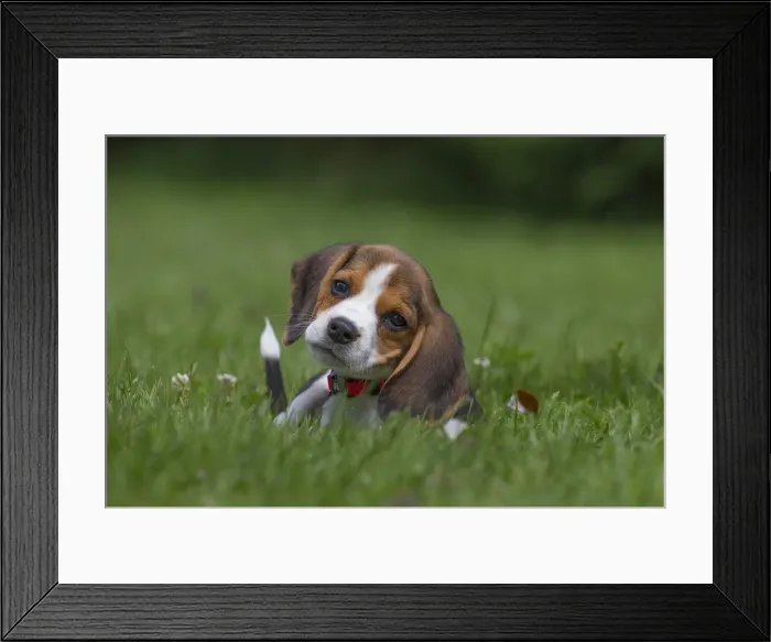 Framed Print : Picture No. 11991861 Framed Print : Picture No. 11991861