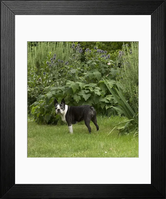 Framed Print : Picture No. 11991862 Framed Print : Picture No. 11991862