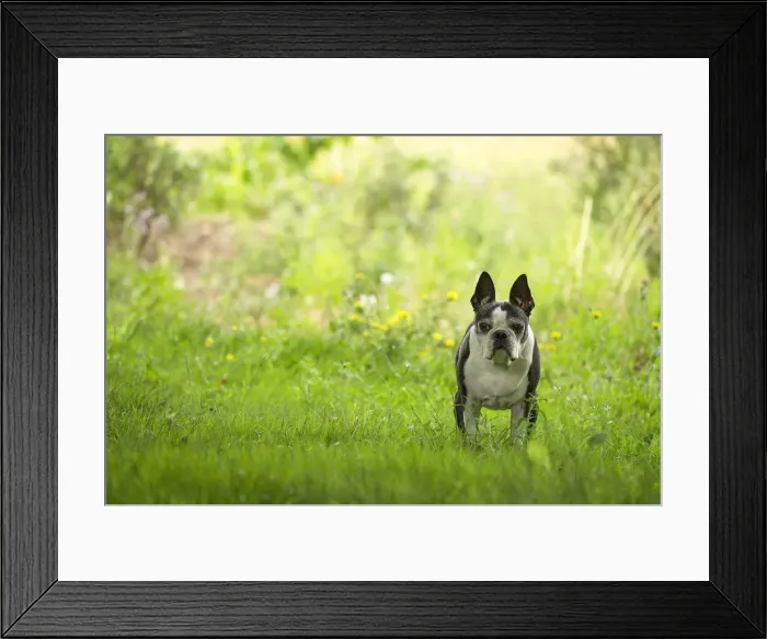 Framed Print : Picture No. 11991863 Framed Print : Picture No. 11991863