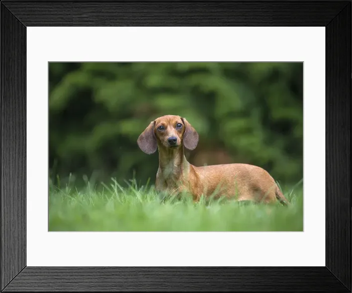 Framed Print : Picture No. 11991864 Framed Print : Picture No. 11991864