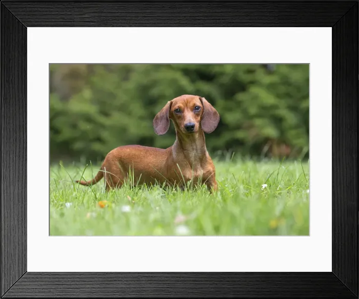 Framed Print : Picture No. 11991865 Framed Print : Picture No. 11991865