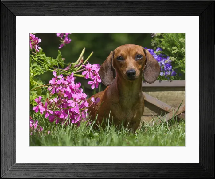 Framed Print : Picture No. 11991867 Framed Print : Picture No. 11991867
