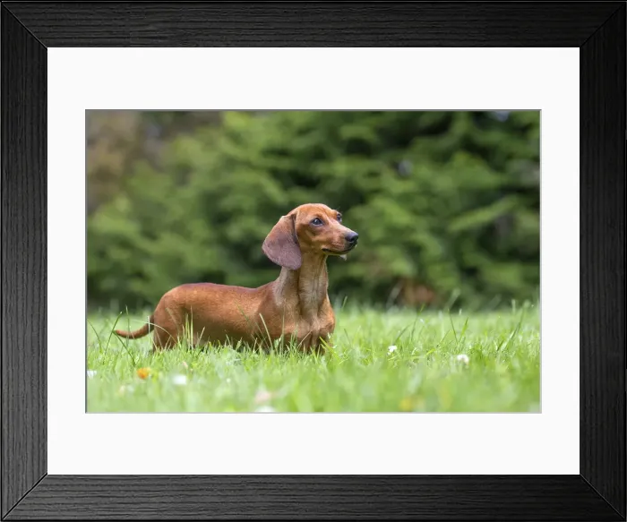 Framed Print : Picture No. 11991866 Framed Print : Picture No. 11991866