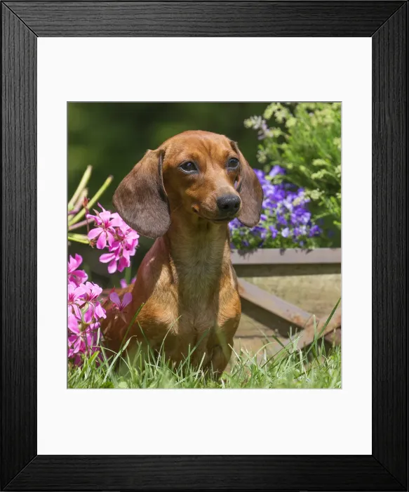 Framed Print : Picture No. 11991868 Framed Print : Picture No. 11991868