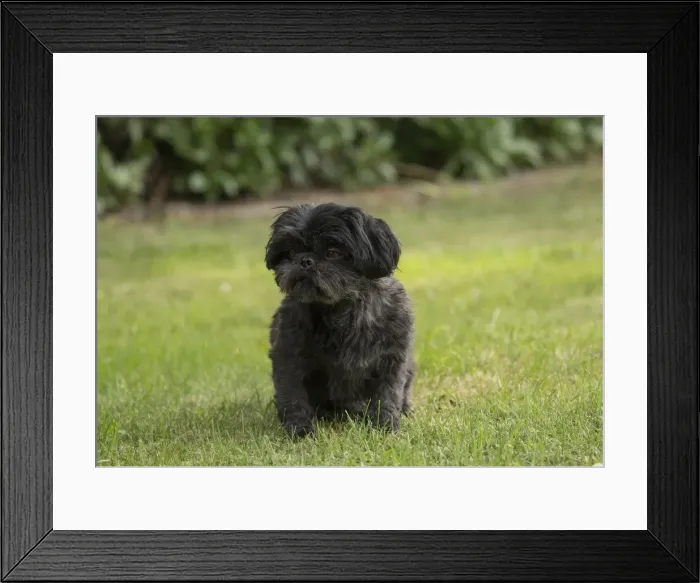 Framed Print : Picture No. 11991870 Framed Print : Picture No. 11991870