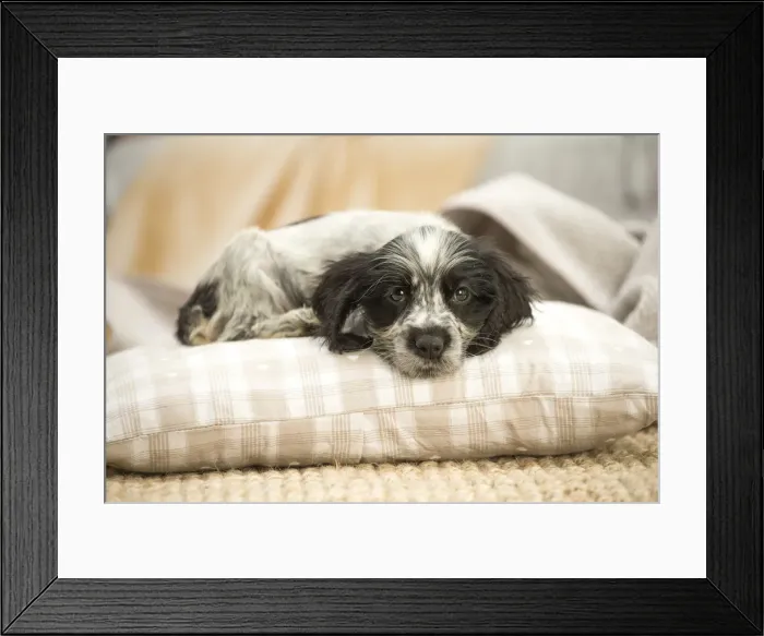 Framed Print : Picture No. 11991884 Framed Print : Picture No. 11991884