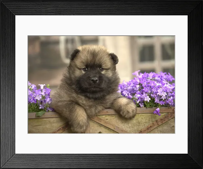 Framed Print : Picture No. 11991885 Framed Print : Picture No. 11991885