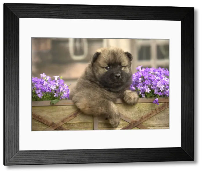 Framed Print : Picture No. 11991886 Framed Print : Picture No. 11991886