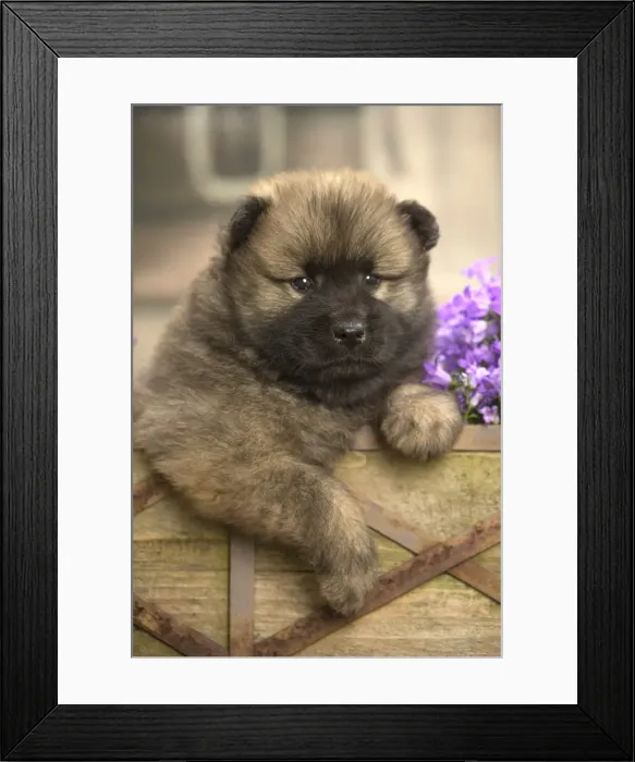 Framed Print : Picture No. 11991887 Framed Print : Picture No. 11991887