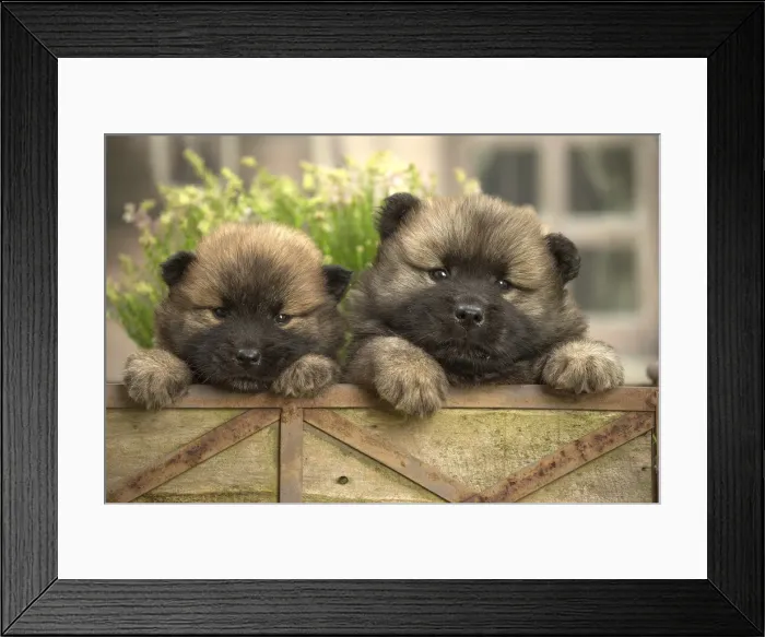 Framed Print : Picture No. 11991890 Framed Print : Picture No. 11991890