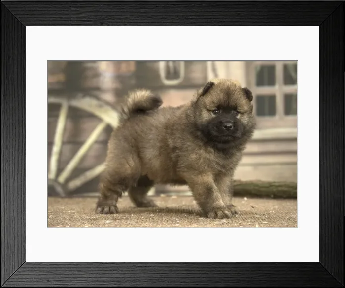 Framed Print : Picture No. 11991896 Framed Print : Picture No. 11991896