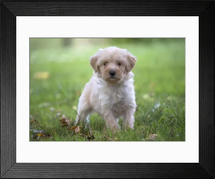 Framed Print : Picture No. 11991897 Framed Print : Picture No. 11991897