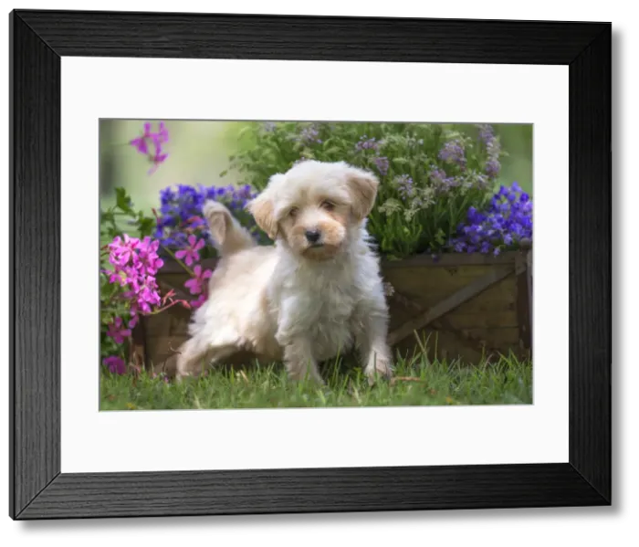 Framed Print : Picture No. 11991898 Framed Print : Picture No. 11991898