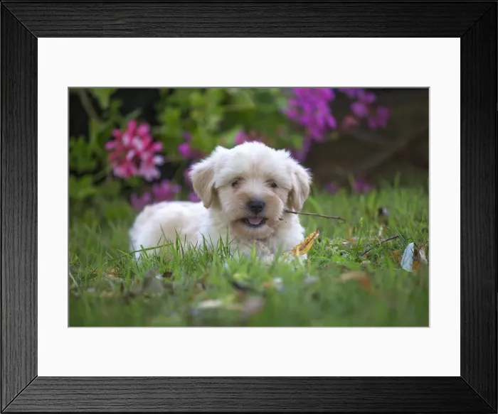 Framed Print : Picture No. 11991899 Framed Print : Picture No. 11991899