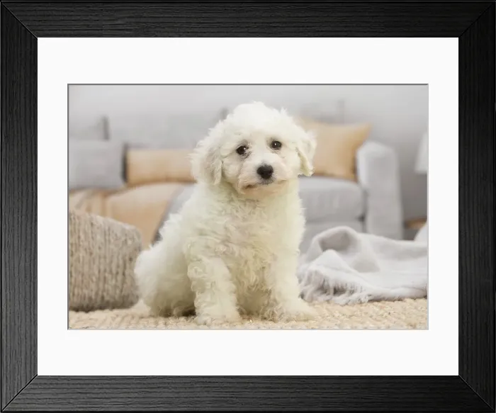 Framed Print : Picture No. 11991905 Framed Print : Picture No. 11991905
