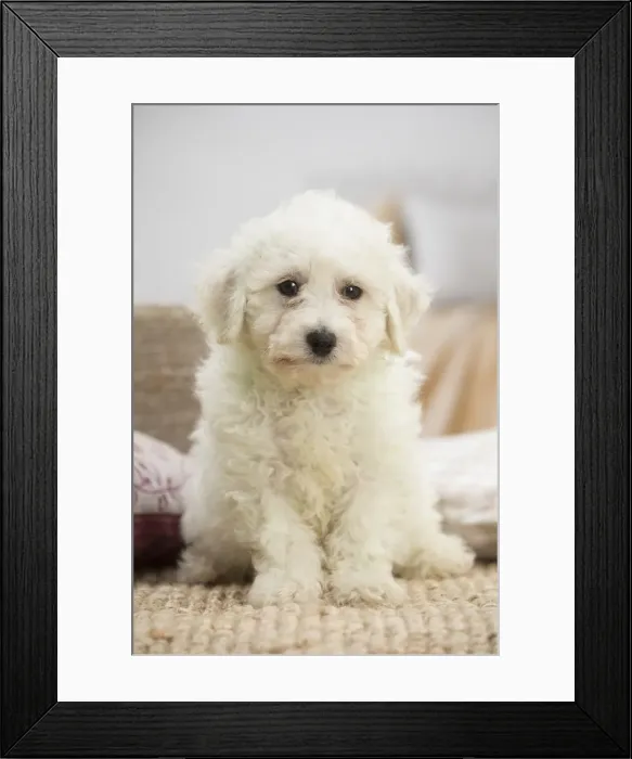 Framed Print : Picture No. 11991907 Framed Print : Picture No. 11991907