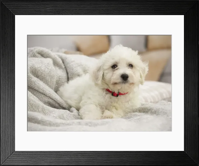 Framed Print : Picture No. 11991908 Framed Print : Picture No. 11991908
