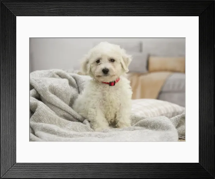 Framed Print : Picture No. 11991910 Framed Print : Picture No. 11991910