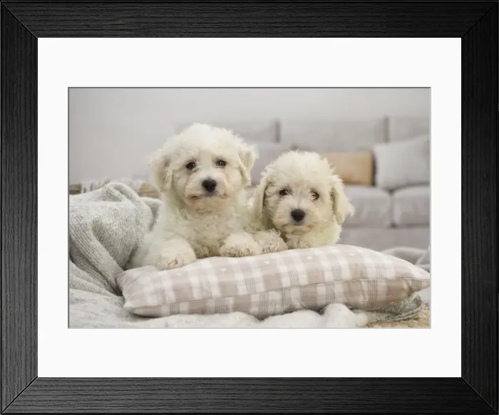 Framed Print : Picture No. 11991911 Framed Print : Picture No. 11991911
