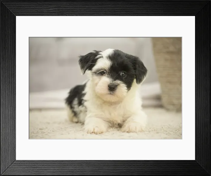 Framed Print : Picture No. 11991912 Framed Print : Picture No. 11991912