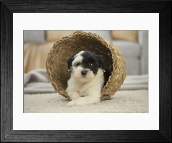 Framed Print : Picture No. 11991913 Framed Print : Picture No. 11991913