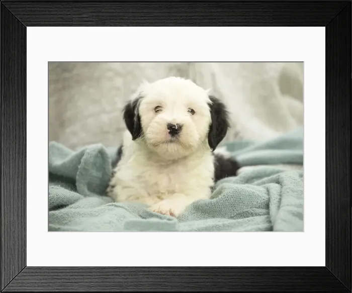 Framed Print : Picture No. 11991914 Framed Print : Picture No. 11991914