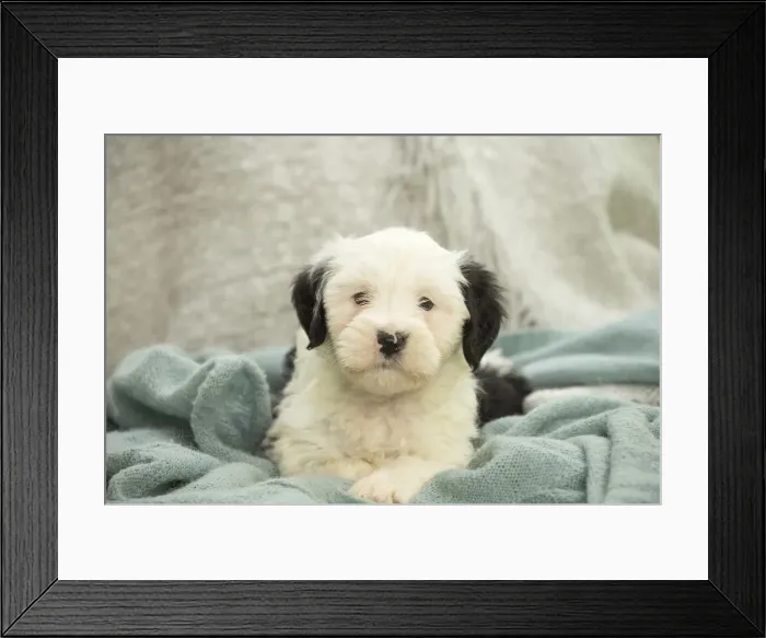 Framed Print : Picture No. 11991915 Framed Print : Picture No. 11991915
