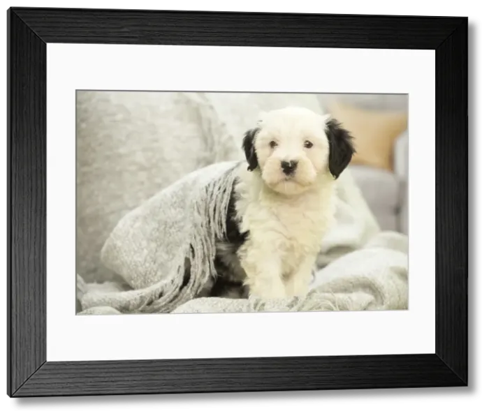 Framed Print : Picture No. 11991916 Framed Print : Picture No. 11991916