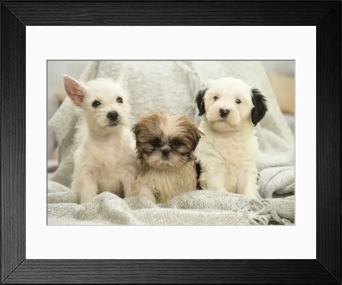 Framed Print : Picture No. 11991917 Framed Print : Picture No. 11991917