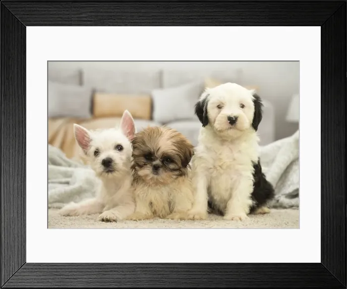 Framed Print : Picture No. 11991919 Framed Print : Picture No. 11991919