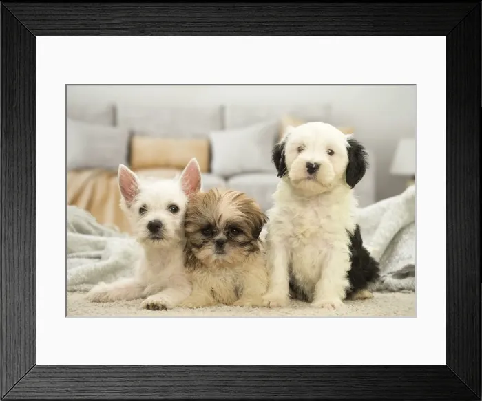 Framed Print : Picture No. 11991920 Framed Print : Picture No. 11991920