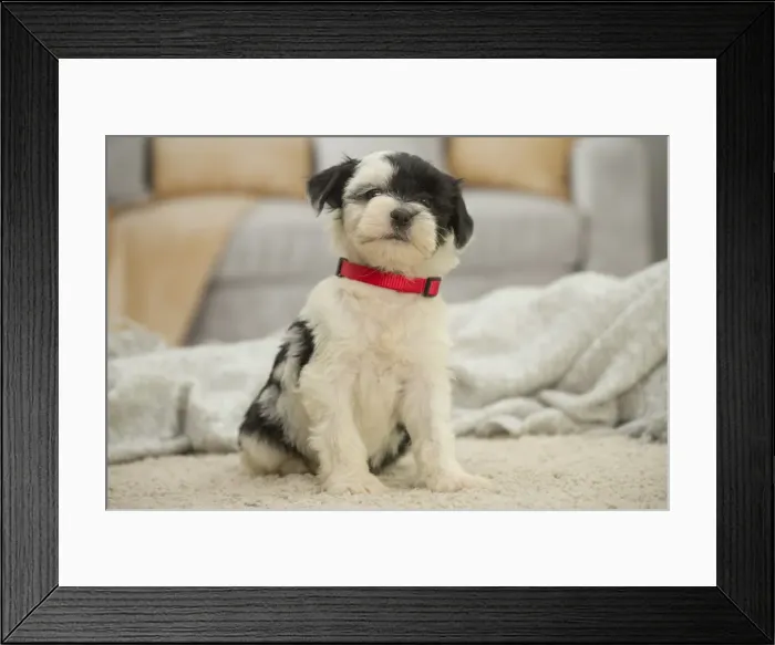 Framed Print : Picture No. 11991923 Framed Print : Picture No. 11991923