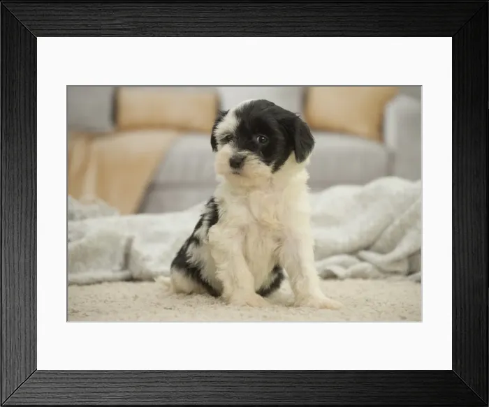 Framed Print : Picture No. 11991922 Framed Print : Picture No. 11991922